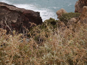 Scenic view of sea shore