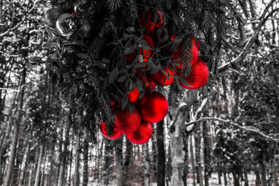 Close-up of red flower tree in winter