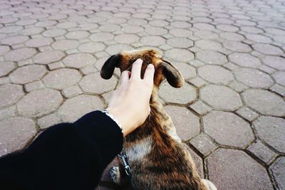 Cropped hand pampering dog on footpath