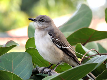 A silent mocking bird