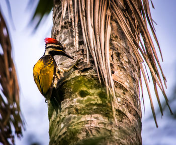 Low angle view of bird perching on tree trunk