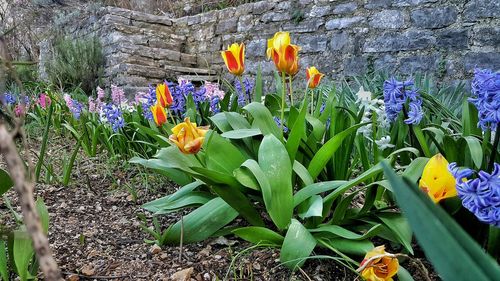 Close-up of flowers blooming outdoors