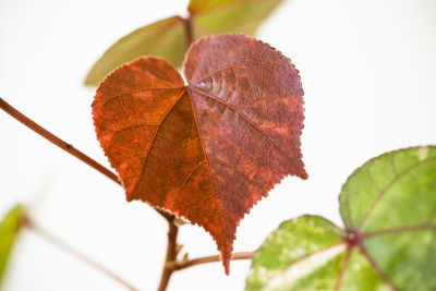 Close-up of leaves