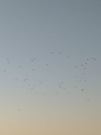 Low angle view of birds flying in the sky