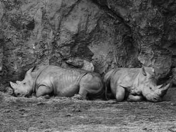 View of a sleeping resting