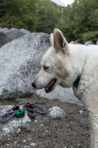 Close-up of dog on rock