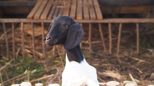 View of a goat on field