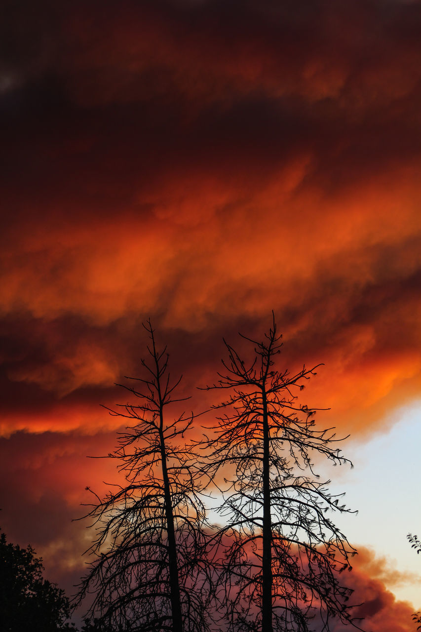 LOW ANGLE VIEW OF SILHOUETTE TREES AGAINST ORANGE SKY