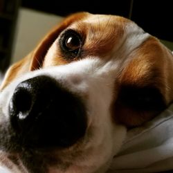 Close-up portrait of dog