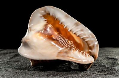 Close-up of seashell on table