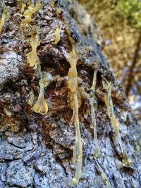 Close-up of tree trunk