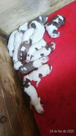 High angle view of white flowers on table at home