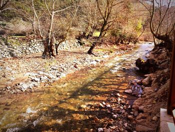 River amidst trees in forest