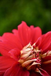 Close-up of red flower