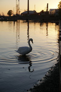 Swan in lake