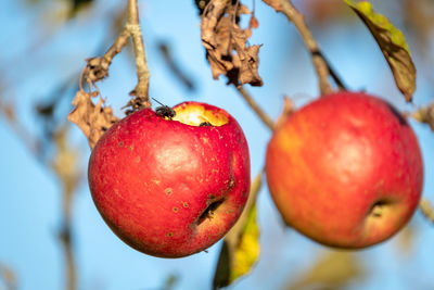 Close-up of apples on tree