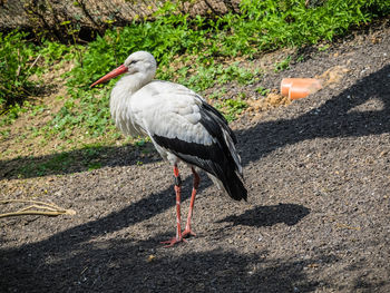 Close-up of bird perching on field