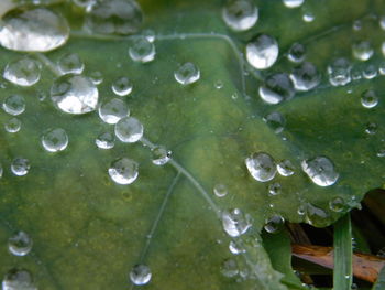 Close-up of water drops on leaves