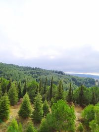 Scenic view of trees against sky