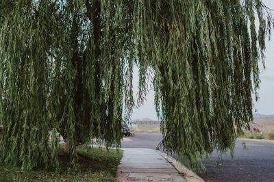 Footpath amidst trees