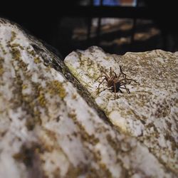 Close-up of insect