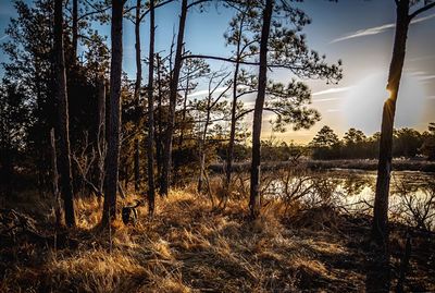 Trees on field at sunset