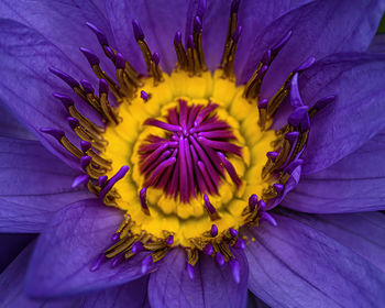 Close-up of purple flower