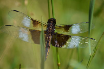dragonflies and damseflies