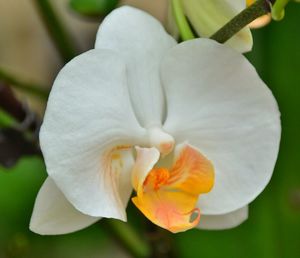 Close-up of white flower