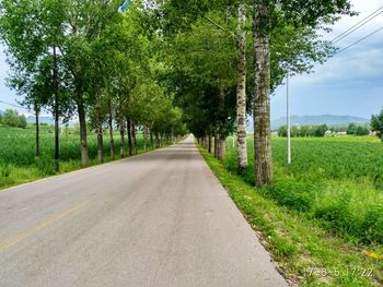 Road amidst trees against sky