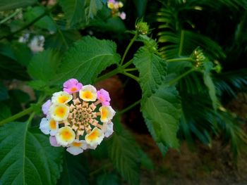 Close-up of flowering plant