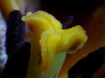 Close-up of water drops on leaf