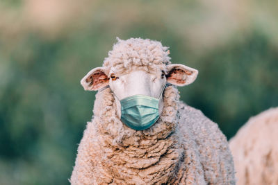 Portrait of sheep wearing mask