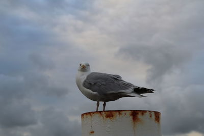 Low angle view of seagull perching on metal against sky