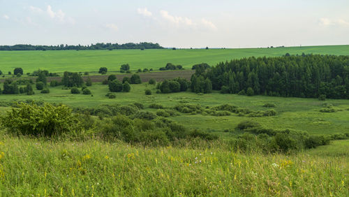 Scenic view of agricultural field against sky