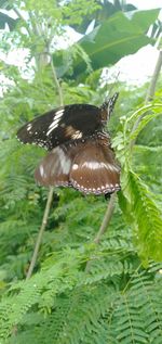 Close-up of butterfly on a plant