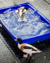 High angle view of birds in water