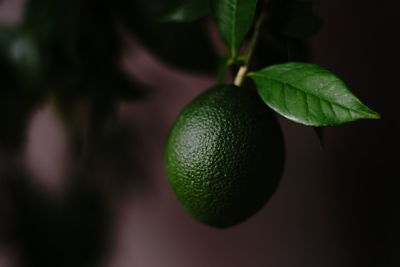 Close-up of fruits growing on tree