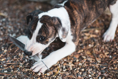 Close-up portrait of dog on field