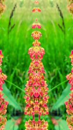 Close-up of pink flowers