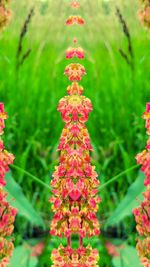 Close-up of pink flowers