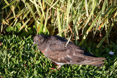 Close-up of bird perching on grass