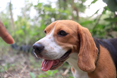 Close-up of a dog looking away