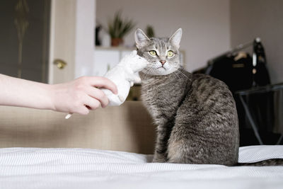 Close-up of cat sitting on bed at home