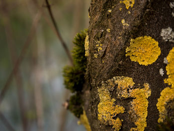 Close-up of tree trunk