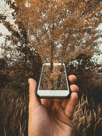 Close-up of hand holding plant against trees