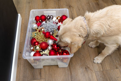 A young male golden retriever stands on modern vinyl panels and takes a christmas ornament