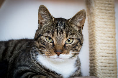 Close-up portrait of tabby cat