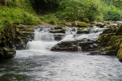 Scenic view of waterfall in forest