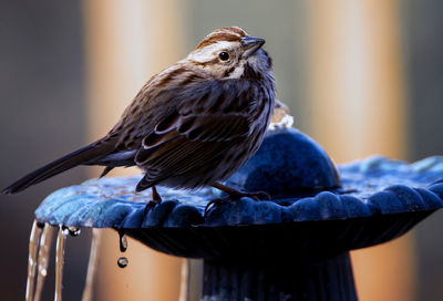 Striped sparrow